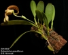 Bulbophyllum burfordiense  (1)